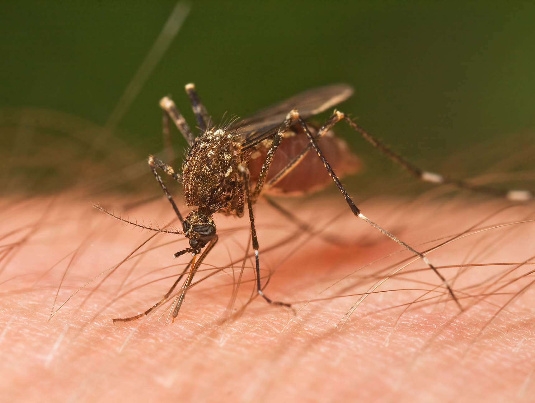 Close-up photo of a mosquito about to bite a human