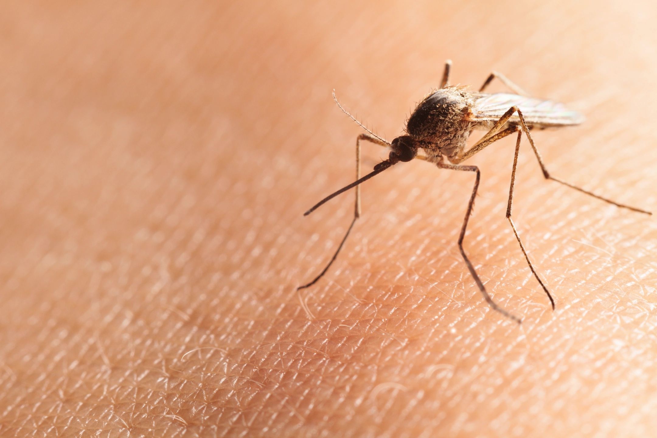 Close-up photo of mosquito on human skin