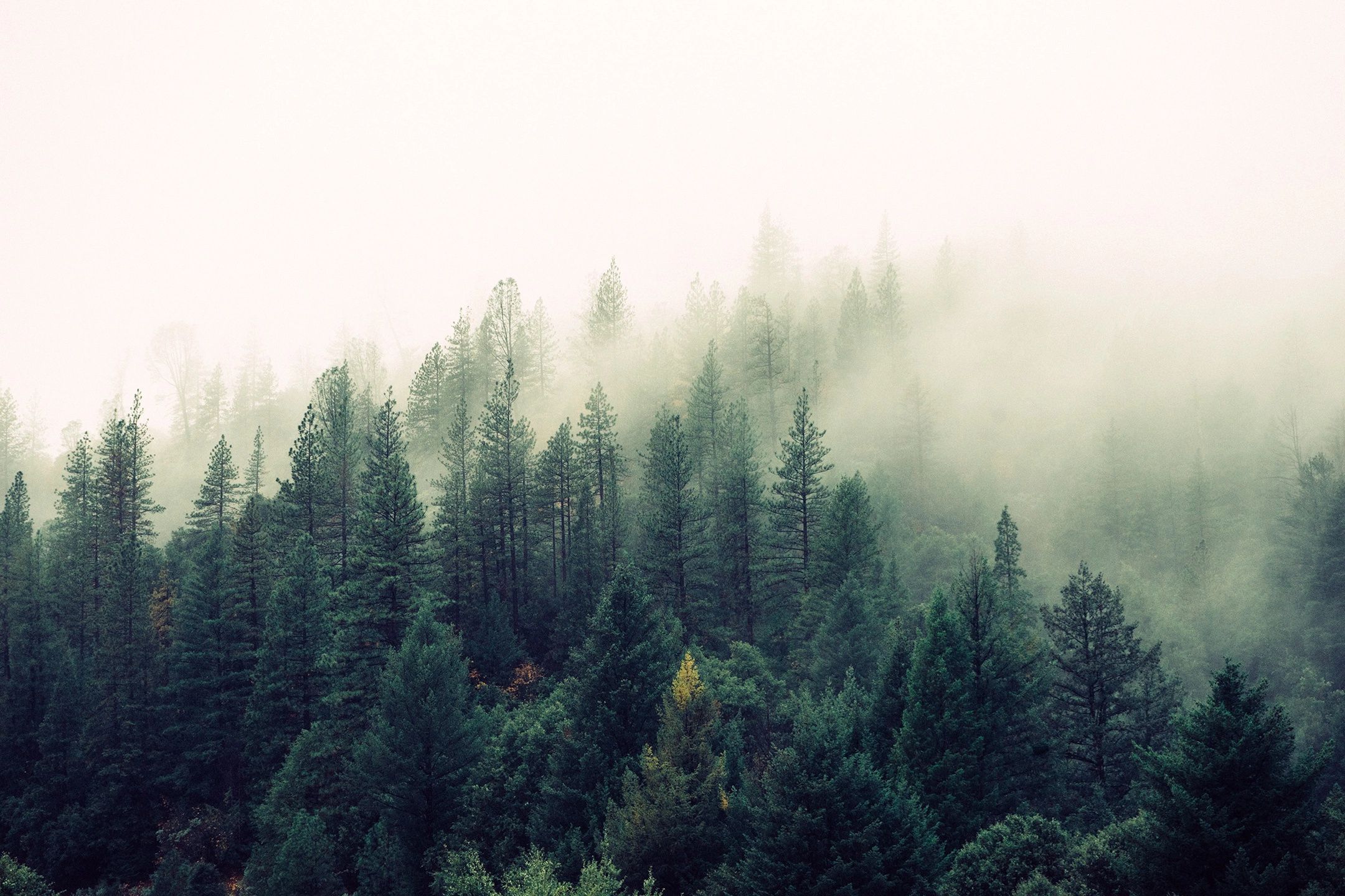 Evergreen forest